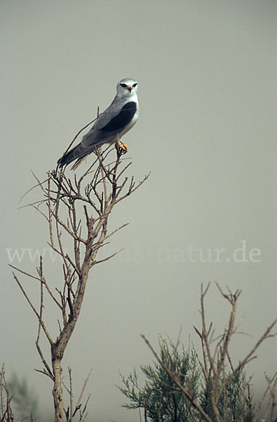 Gleitaar (Elanus caeruleus)