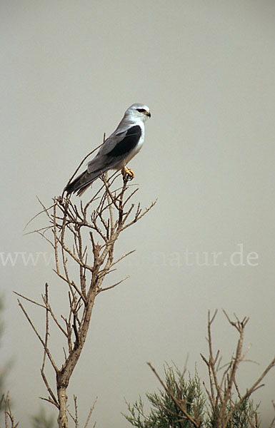 Gleitaar (Elanus caeruleus)