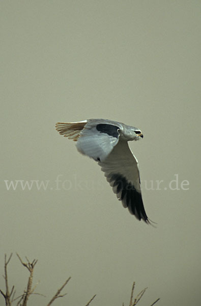 Gleitaar (Elanus caeruleus)