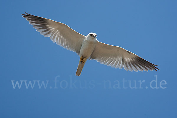 Gleitaar (Elanus caeruleus)