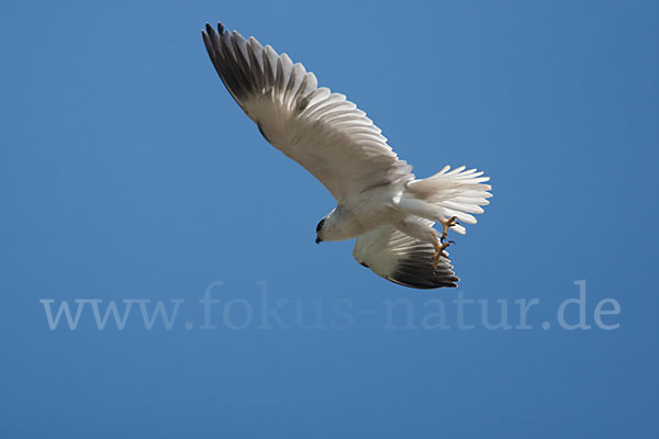 Gleitaar (Elanus caeruleus)