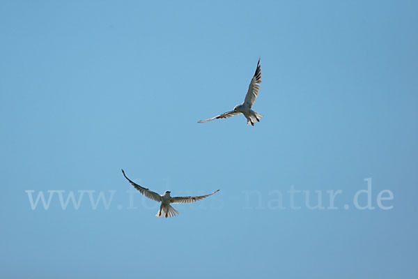 Gleitaar (Elanus caeruleus)