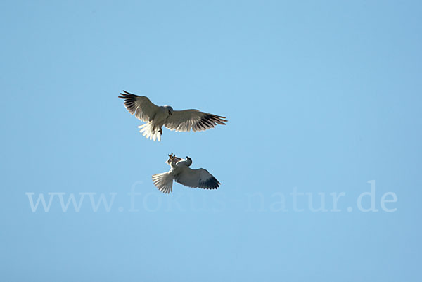 Gleitaar (Elanus caeruleus)