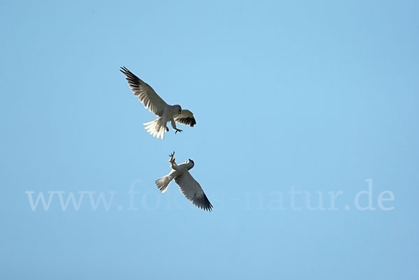 Gleitaar (Elanus caeruleus)