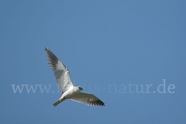 Gleitaar (Elanus caeruleus)