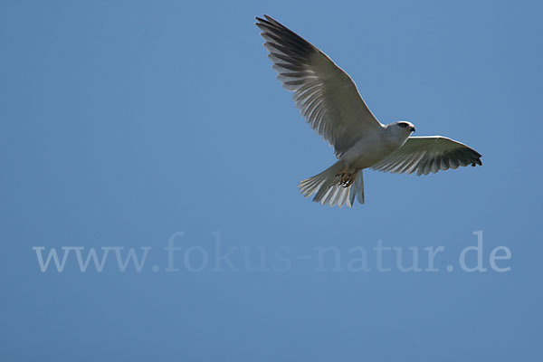 Gleitaar (Elanus caeruleus)