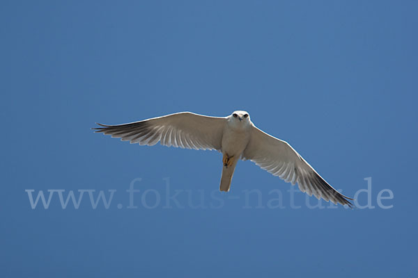 Gleitaar (Elanus caeruleus)