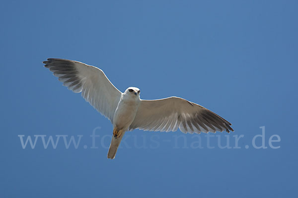 Gleitaar (Elanus caeruleus)