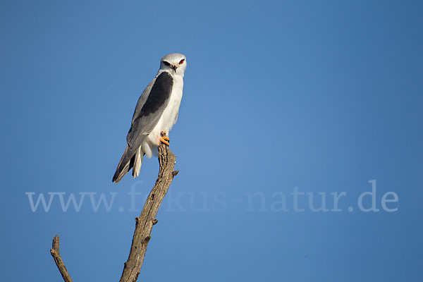 Gleitaar (Elanus caeruleus)