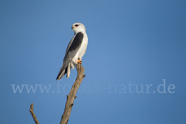 Gleitaar (Elanus caeruleus)