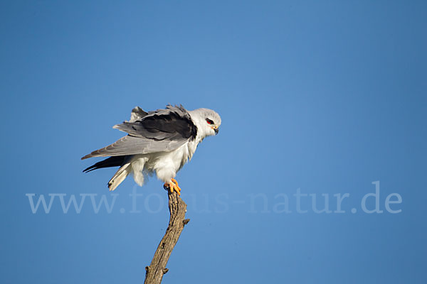 Gleitaar (Elanus caeruleus)