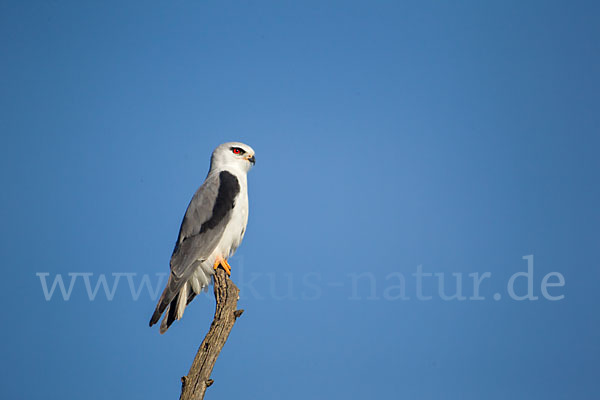 Gleitaar (Elanus caeruleus)