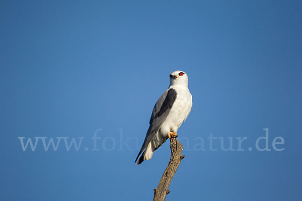 Gleitaar (Elanus caeruleus)