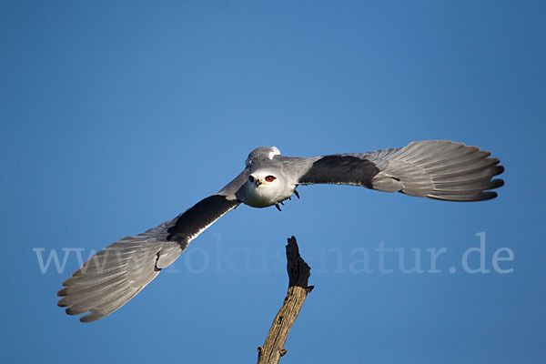 Gleitaar (Elanus caeruleus)