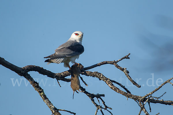 Gleitaar (Elanus caeruleus)