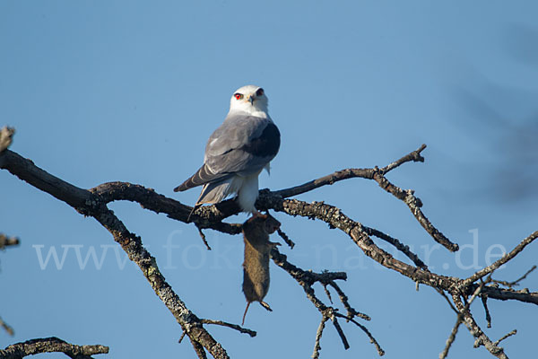 Gleitaar (Elanus caeruleus)