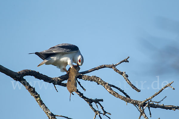 Gleitaar (Elanus caeruleus)