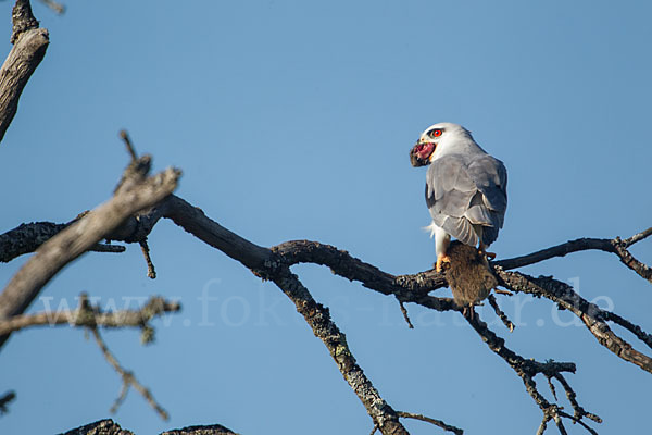 Gleitaar (Elanus caeruleus)