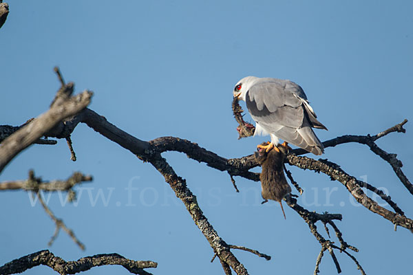 Gleitaar (Elanus caeruleus)