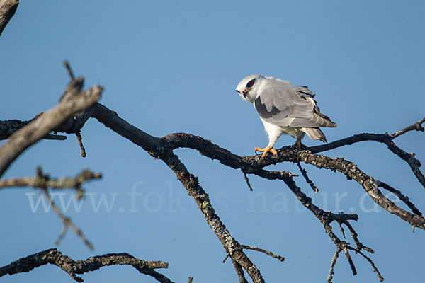 Gleitaar (Elanus caeruleus)