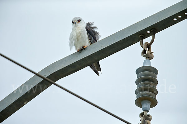 Gleitaar (Elanus caeruleus)