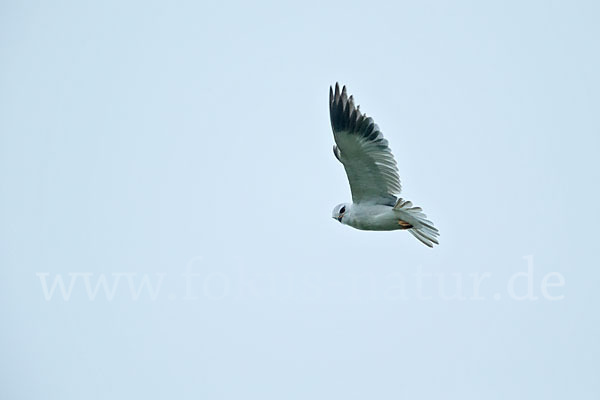 Gleitaar (Elanus caeruleus)