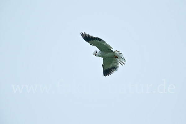 Gleitaar (Elanus caeruleus)