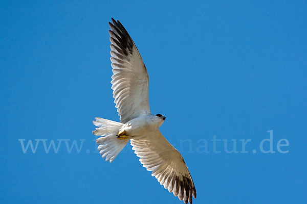 Gleitaar (Elanus caeruleus)