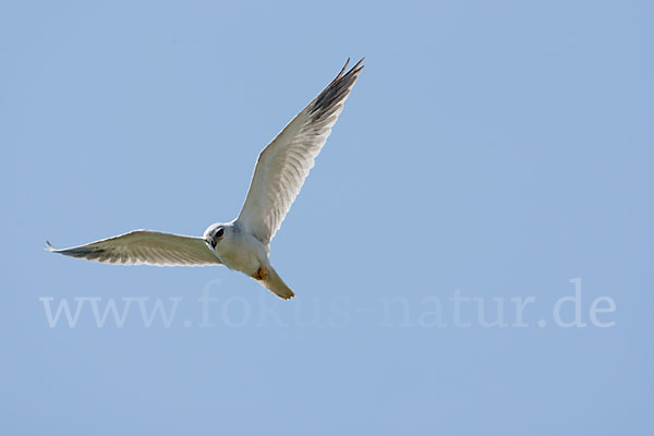 Gleitaar (Elanus caeruleus)