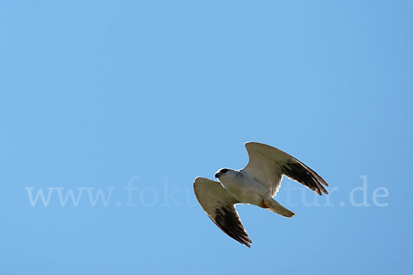 Gleitaar (Elanus caeruleus)