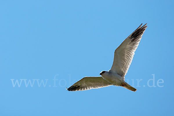 Gleitaar (Elanus caeruleus)