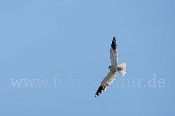 Gleitaar (Elanus caeruleus)