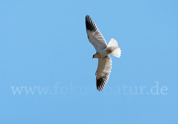 Gleitaar (Elanus caeruleus)