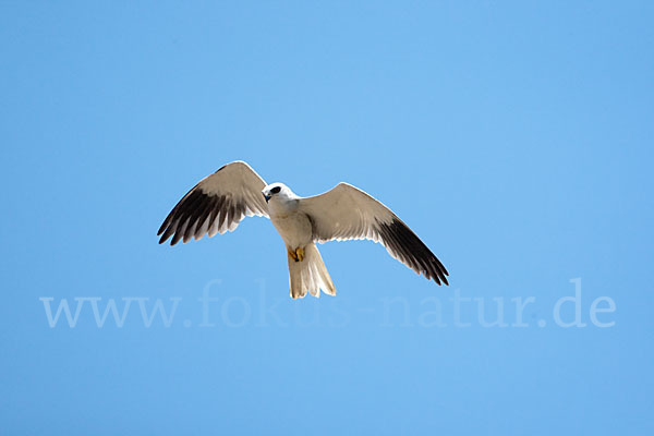 Gleitaar (Elanus caeruleus)