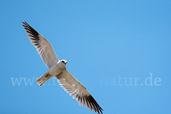 Gleitaar (Elanus caeruleus)