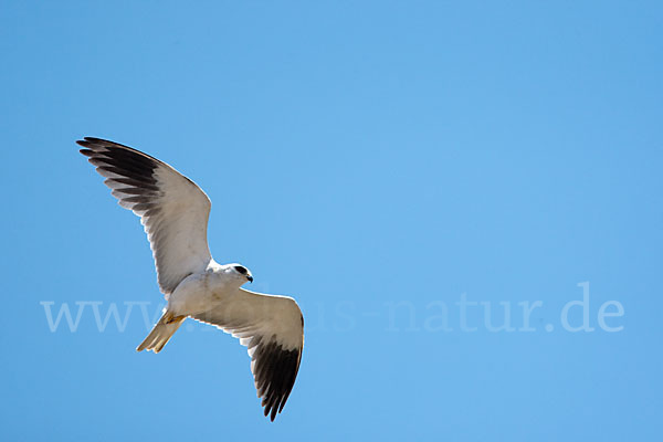 Gleitaar (Elanus caeruleus)