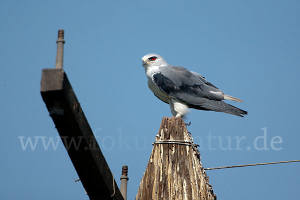 Gleitaar (Elanus caeruleus)