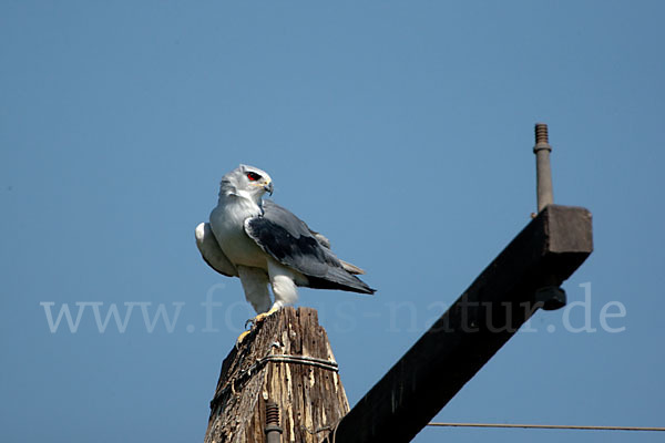 Gleitaar (Elanus caeruleus)