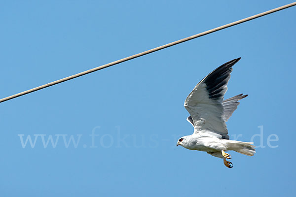 Gleitaar (Elanus caeruleus)