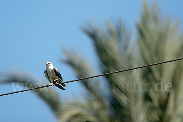 Gleitaar (Elanus caeruleus)