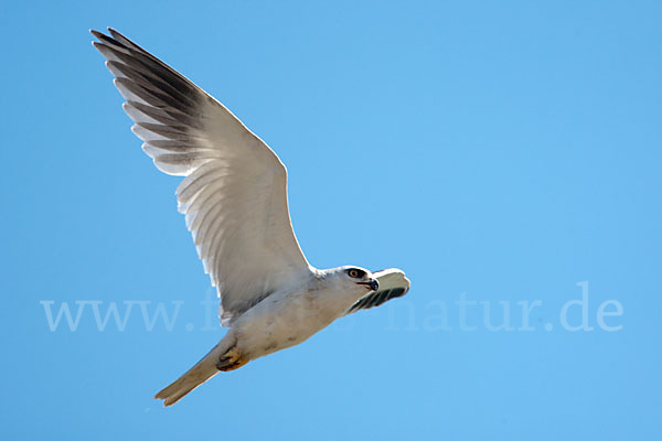 Gleitaar (Elanus caeruleus)