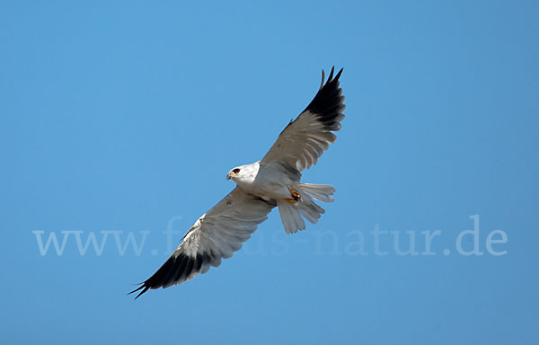 Gleitaar (Elanus caeruleus)