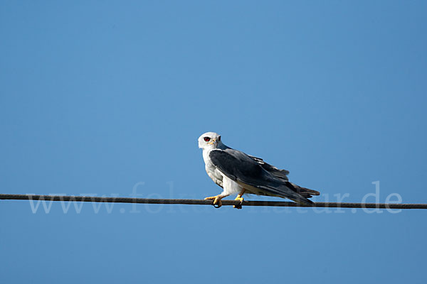 Gleitaar (Elanus caeruleus)