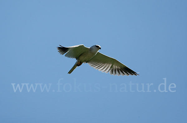 Gleitaar (Elanus caeruleus)