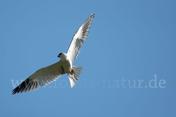 Gleitaar (Elanus caeruleus)