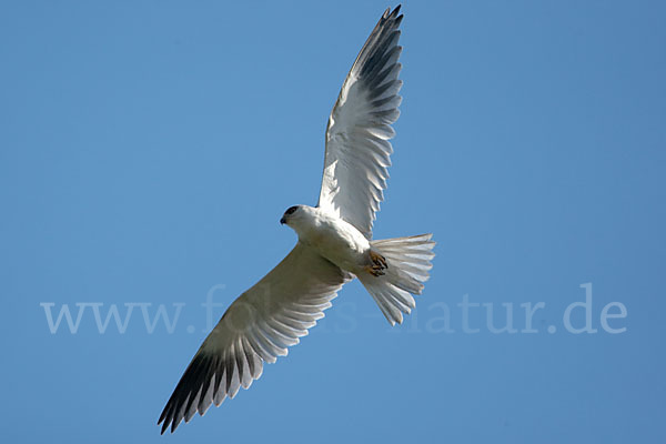 Gleitaar (Elanus caeruleus)