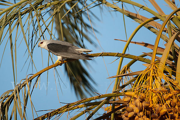 Gleitaar (Elanus caeruleus)