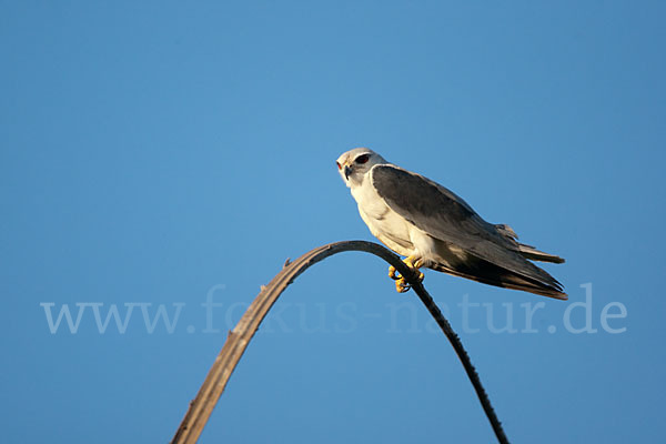 Gleitaar (Elanus caeruleus)