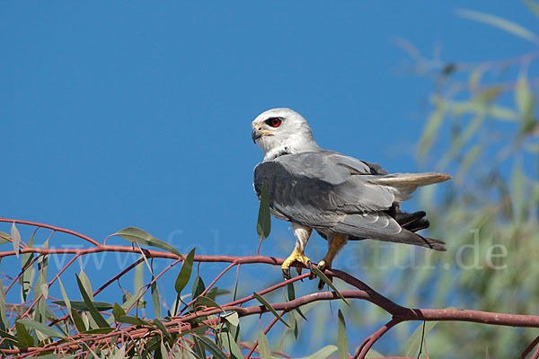Gleitaar (Elanus caeruleus)