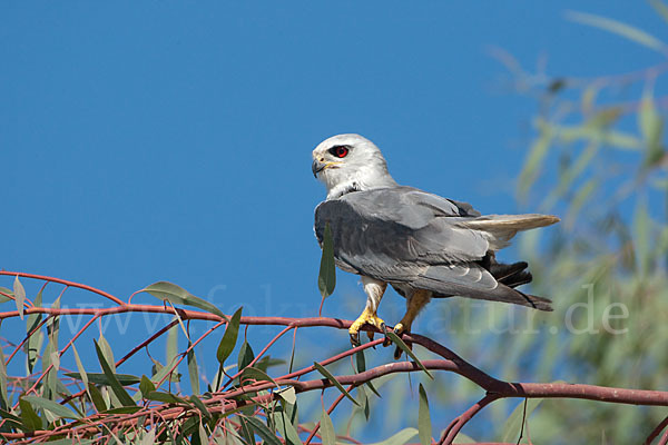 Gleitaar (Elanus caeruleus)